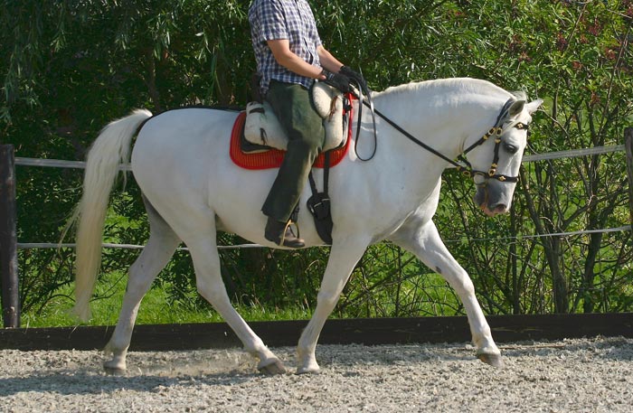 Fellsättel
